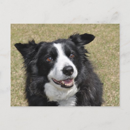 Carte Postale Bordure Collie (Devant)