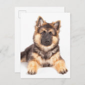 Carte Postale Bordure Collie Allemand Shepherd Mix (Devant / Derrière)