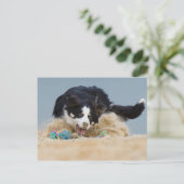Carte Postale Bordure Collie auf Balljagd (Debout devant)