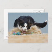 Carte Postale Bordure Collie auf Balljagd (Devant / Derrière)