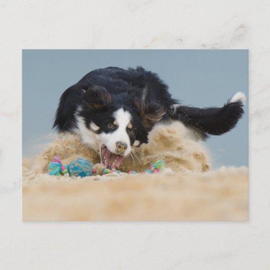 Carte Postale Bordure Collie auf Balljagd (Devant)
