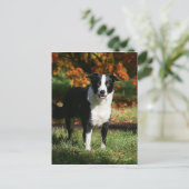 Carte Postale Bordure Collie Automne Debout (Debout devant)