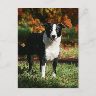 Carte Postale Bordure Collie Automne Debout
