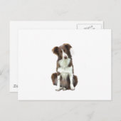 Carte Postale Bordure Collie (B) - brun et blanc (Devant / Derrière)