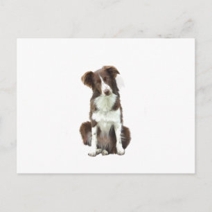 Carte Postale Bordure Collie (B) - brun et blanc
