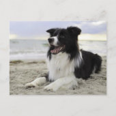 Carte Postale Bordure Collie Chien Chien Chien Chien Marié - Vou (Devant)