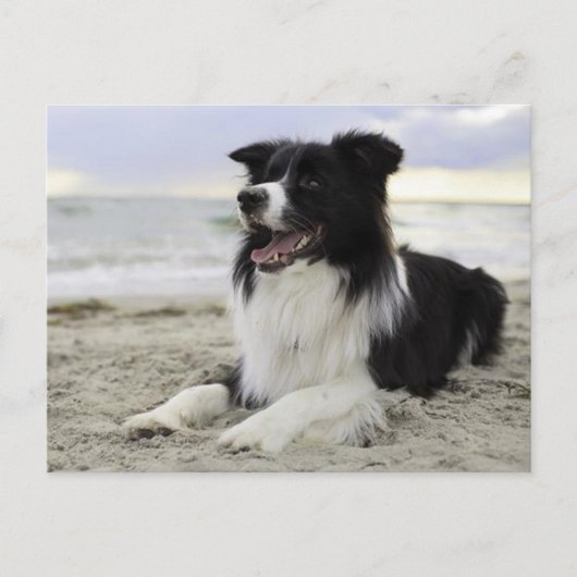 Carte Postale Bordure Collie Chien Chien Chien Chien Marié - Vou (Devant)