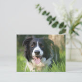Carte Postale Bordure Collie Chien chiot - Blanc (Debout devant)