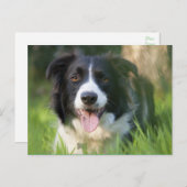 Carte Postale Bordure Collie Chien chiot - Blanc (Devant / Derrière)
