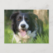 Carte Postale Bordure Collie Chien chiot - Blanc (Devant)