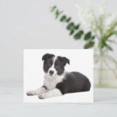 Carte Postale Bordure Collie Chien chiot - Blanc, Bonjour, merci (Debout devant)
