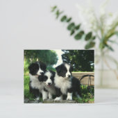 Carte Postale Bordure Collie Chien chiot - Bonjour, Penser de vo (Debout devant)