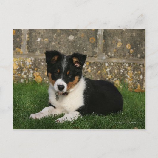 Carte Postale Bordure Collie Chiot avec feuille dans la bouche (Devant)