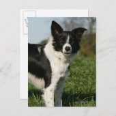 Carte Postale Bordure Collie Debout (Devant / Derrière)