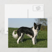Carte Postale Bordure Collie Debout (Devant / Derrière)