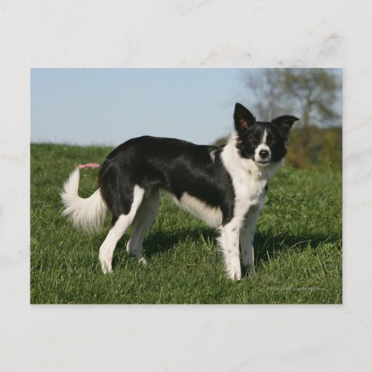 Carte Postale Bordure Collie Debout (Devant)