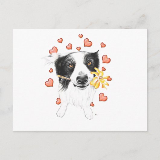 Carte Postale Bordure Collie Et Coeurs (Devant)