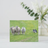 Carte Postale Bordure Collie et Ewes (Debout devant)