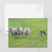 Carte Postale Bordure Collie et Ewes (Devant / Derrière)