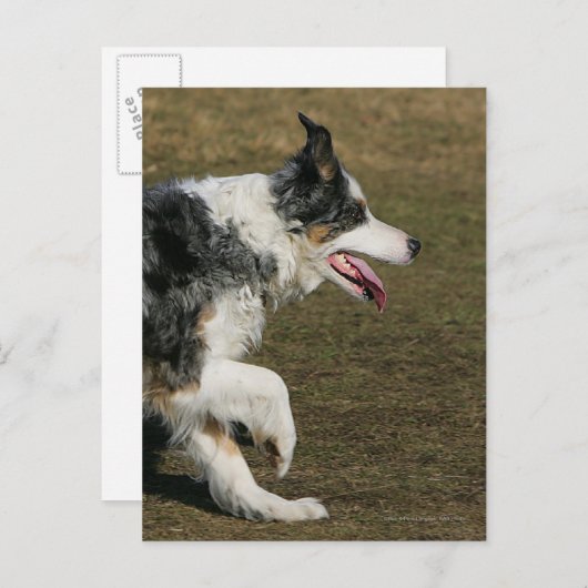 Carte Postale Bordure Collie Exécution 1 (Devant / Derrière)