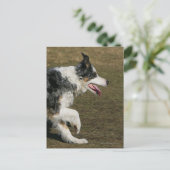 Carte Postale Bordure Collie Exécution 1 (Debout devant)