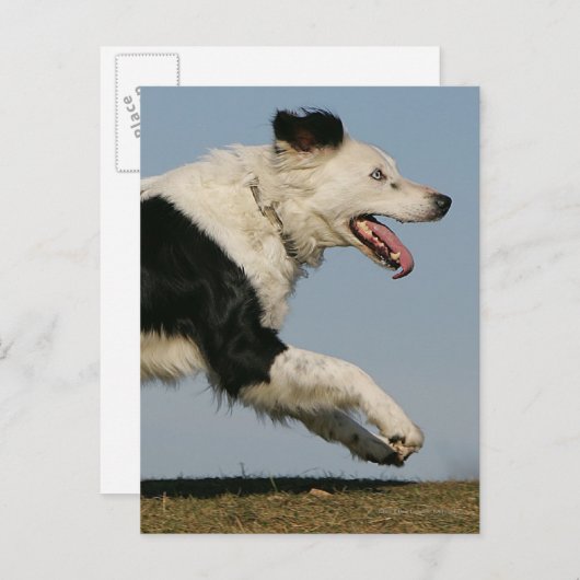 Carte Postale Bordure Collie Exécution 2 (Devant / Derrière)