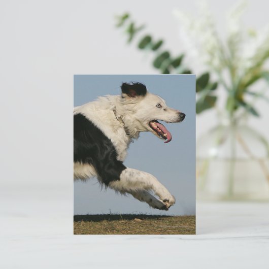 Carte Postale Bordure Collie Exécution 2 (Debout devant)