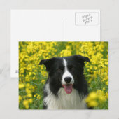 Carte Postale Bordure Collie Hunde Portrait Postkarte (Devant / Derrière)