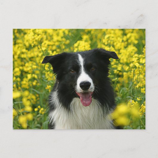 Carte Postale Bordure Collie Hunde Portrait Postkarte (Devant)