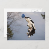 Carte Postale Bordure Collie juste avant d'attraper la balle hau (Devant / Derrière)