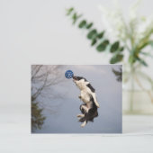 Carte Postale Bordure Collie juste avant d'attraper la balle hau (Debout devant)