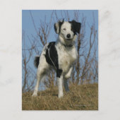 Carte Postale Bordure Collie Leg (Devant)