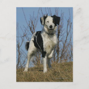 Carte Postale Bordure Collie Leg