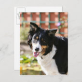 Carte Postale Bordure Collie Panne 1 (Devant / Derrière)