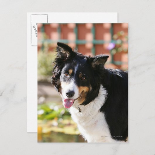 Carte Postale Bordure Collie Panne 1 (Devant / Derrière)