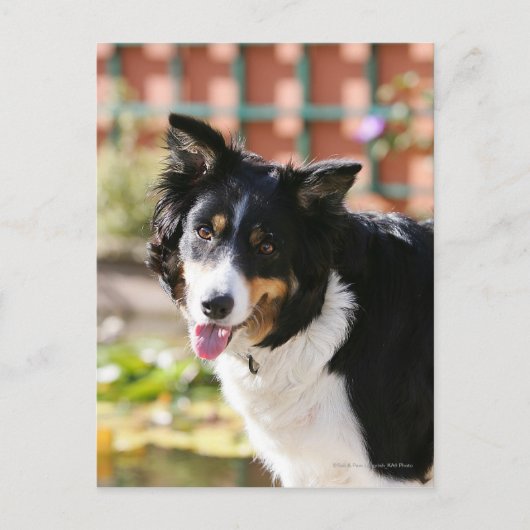 Carte Postale Bordure Collie Panne 1 (Devant)