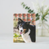 Carte Postale Bordure Collie Panne 1 (Debout devant)