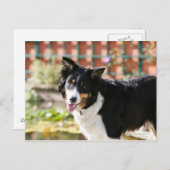 Carte Postale Bordure Collie Panne 1 (Devant / Derrière)