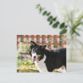 Carte Postale Bordure Collie Panne 1 (Debout devant)