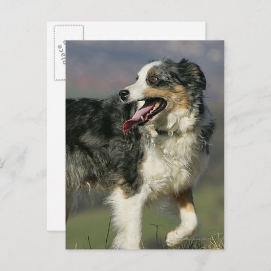 Carte Postale Bordure Collie Panne 2 (Devant / Derrière)
