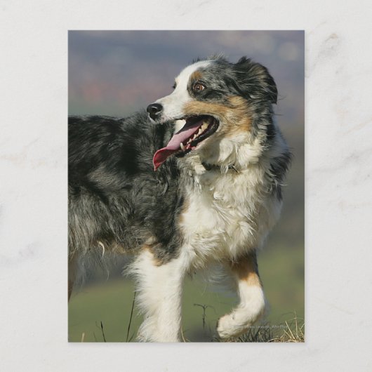 Carte Postale Bordure Collie Panne 2 (Devant)