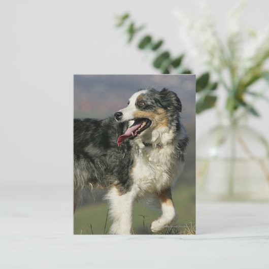 Carte Postale Bordure Collie Panne 2 (Debout devant)