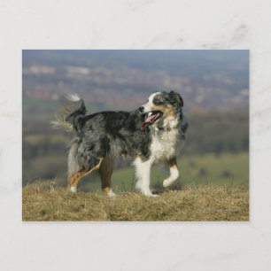 Carte Postale Bordure Collie Panne 2