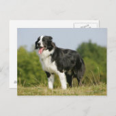 Carte Postale Bordure Collie Panne debout (Devant / Derrière)