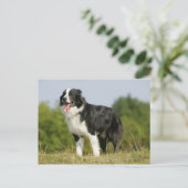 Carte Postale Bordure Collie Panne debout (Debout devant)