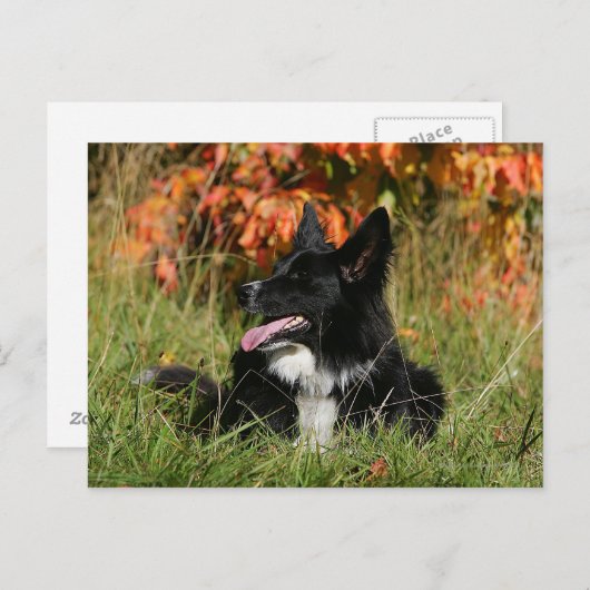 Carte Postale Bordure Collie Panne S'Étalant (Devant / Derrière)