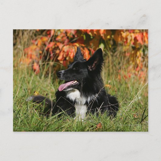 Carte Postale Bordure Collie Panne S'Étalant (Devant)
