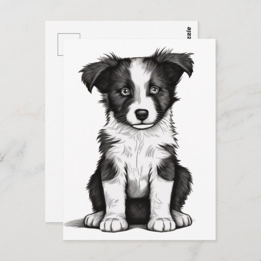 Carte Postale Bordure Collie Sheepdog Australian Shephard Puppy (Devant / Derrière)
