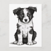 Carte Postale Bordure Collie Sheepdog Australian Shephard Puppy (Devant)