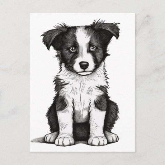 Carte Postale Bordure Collie Sheepdog Australian Shephard Puppy (Devant)
